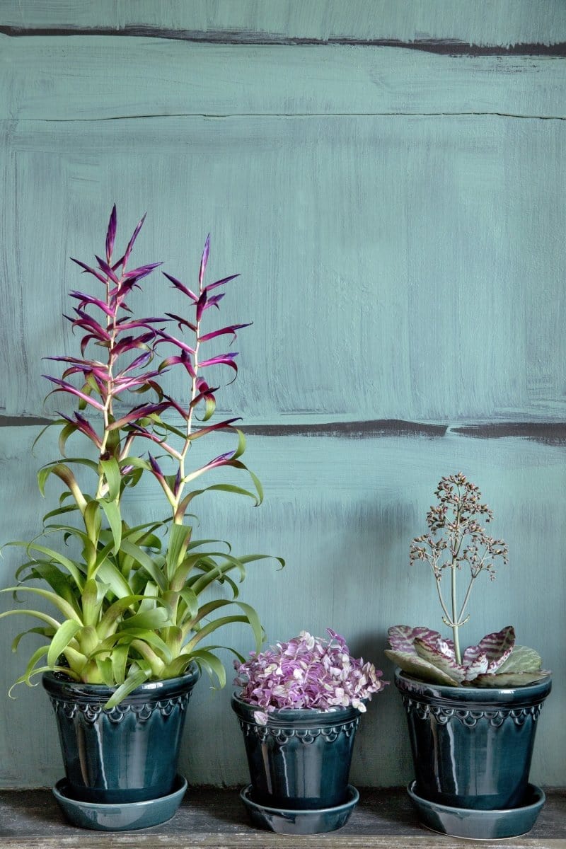 Københavner 'Glazed by Bergs', petroleumsblå - Blomsterverden